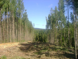 Explotación forestal en Gijón