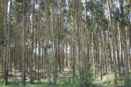 Explotación forestal en Gijón