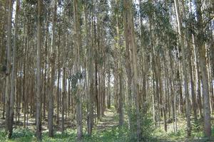 Plantacion de Eucalipto